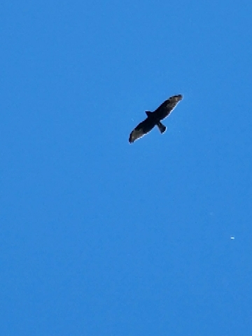 Swamp Harrier