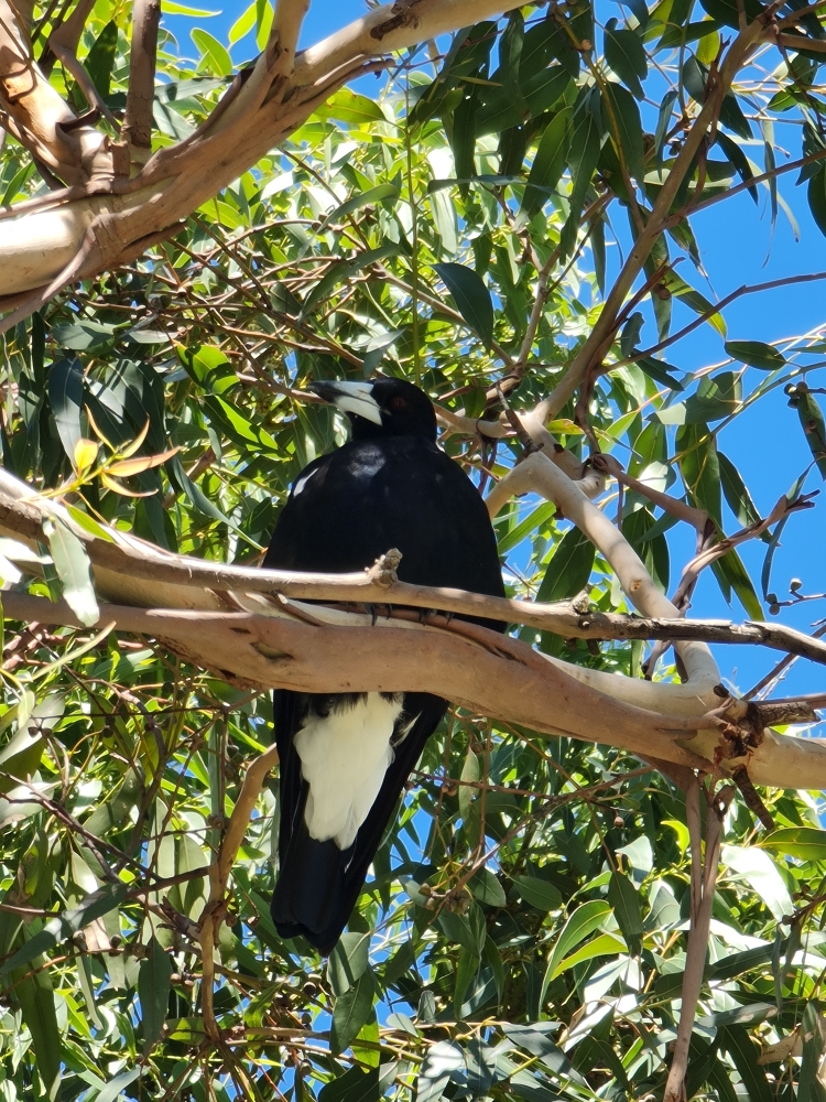 Australasian Magpie