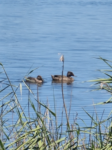 Freckled Duck