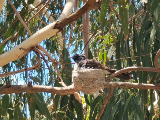 Willie-wagtail