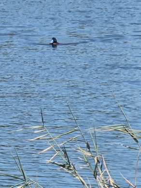 Blue-billed Duck