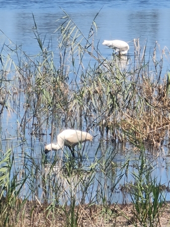 Royal Spoonbill