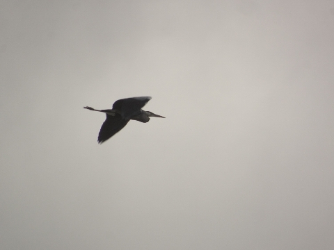 Gray Heron