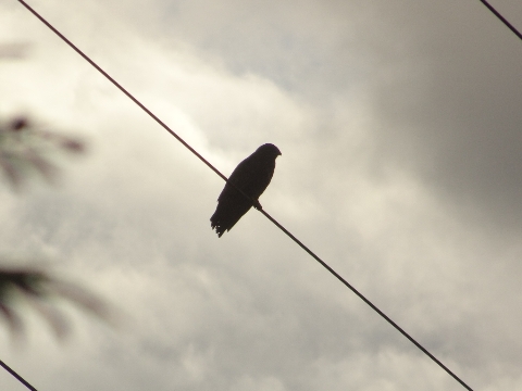 Common Buzzard