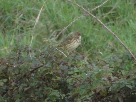 Pipit farlouse