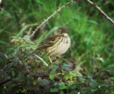 Pipit farlouse