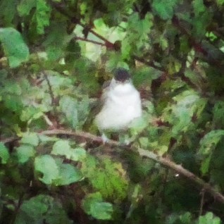 Blackcap