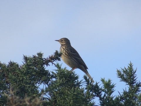 Meadow Pipit