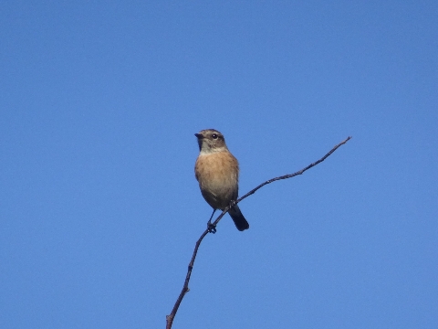 Stonechat