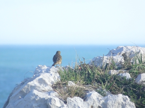 Pipit farlouse