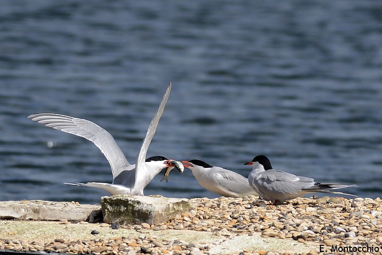 Common Tern