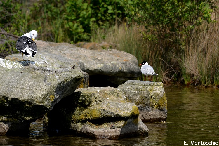 Parc des Chanteraines (Francia)