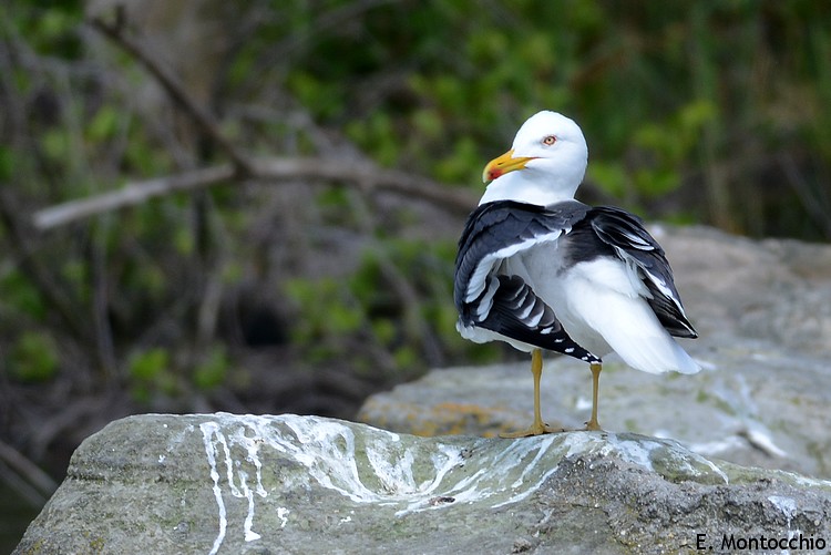 Gaivota-da-asa-escura