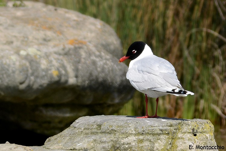 Mouette mélanocéphale