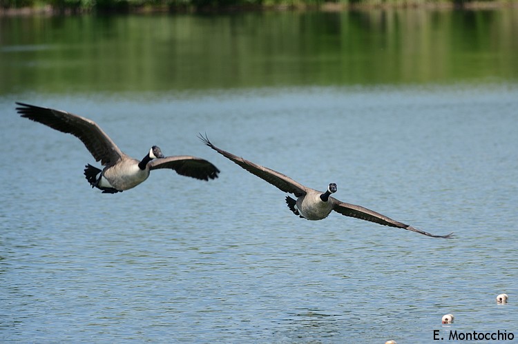 Canada Goose