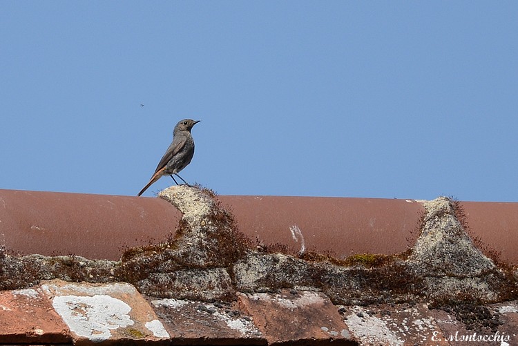 Black Redstart