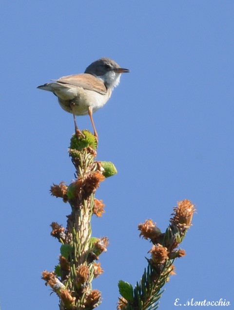 Greater Whitethroat