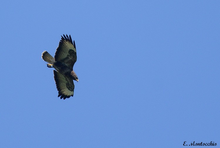 Mäusebussard