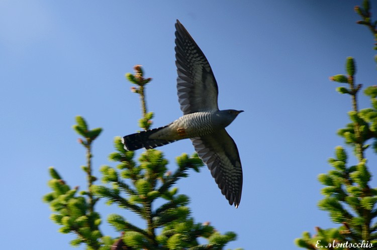 Common Cuckoo