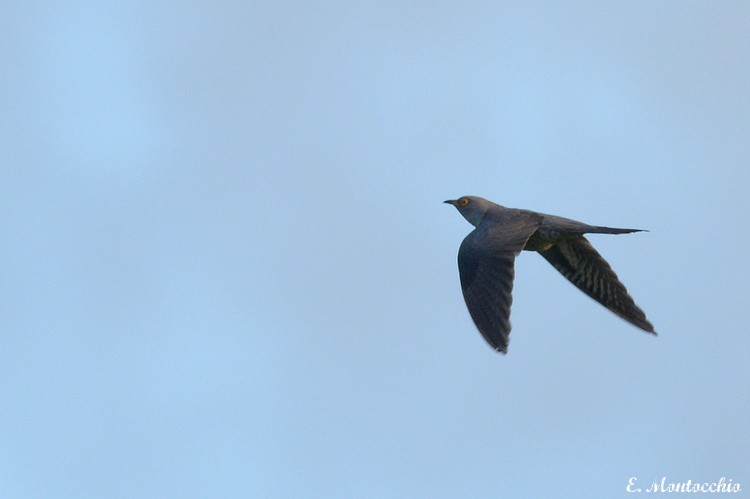 Common Cuckoo