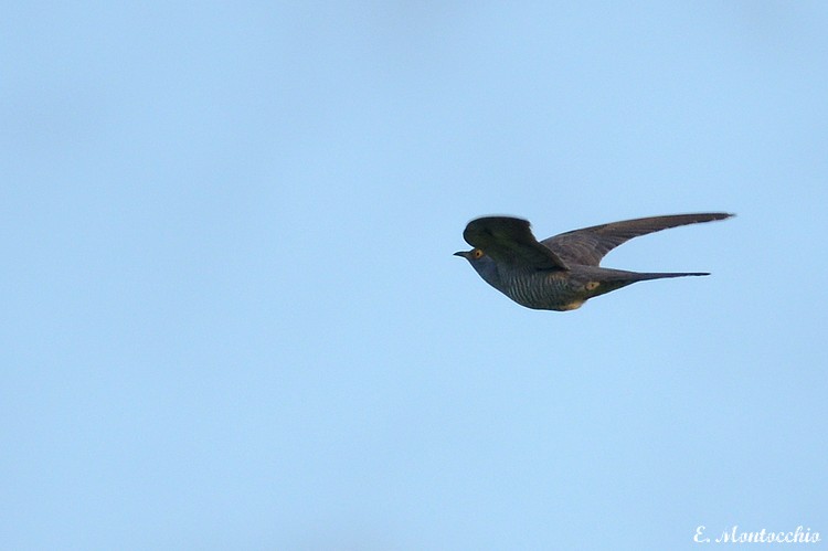 Common Cuckoo