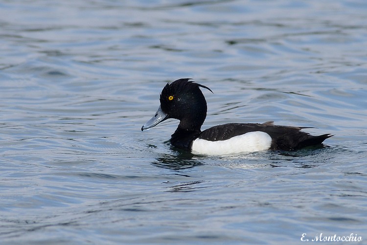 Tufted Duck