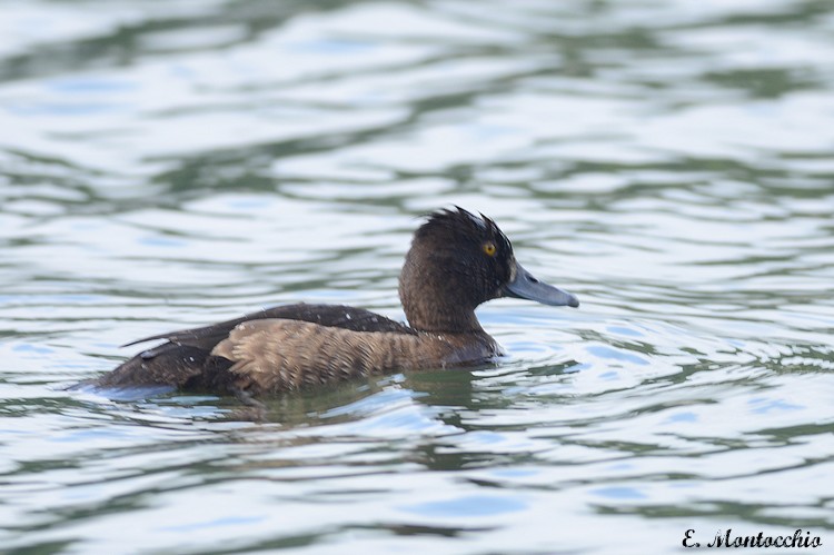 Tufted Duck