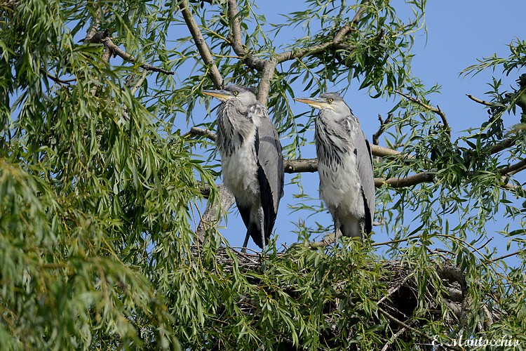 Gray Heron