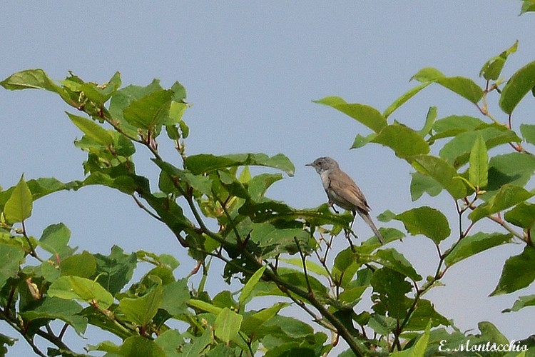 Greater Whitethroat