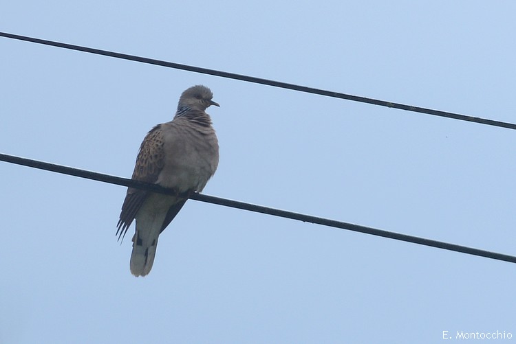 European Turtle-Dove