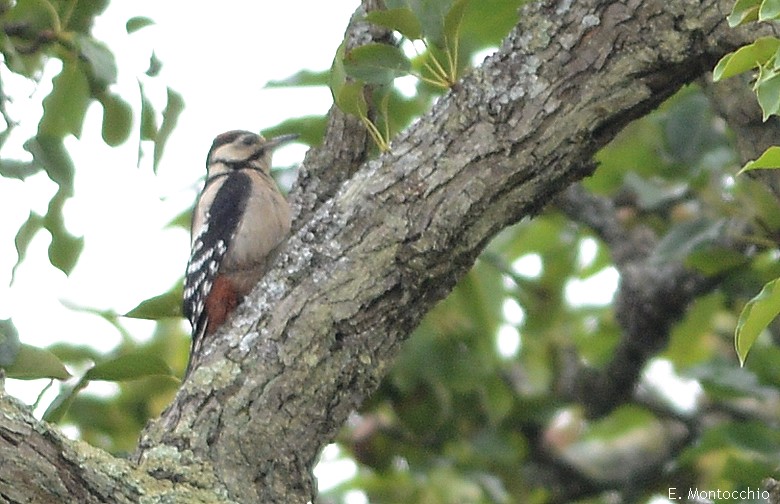 Great Spotted Woodpecker