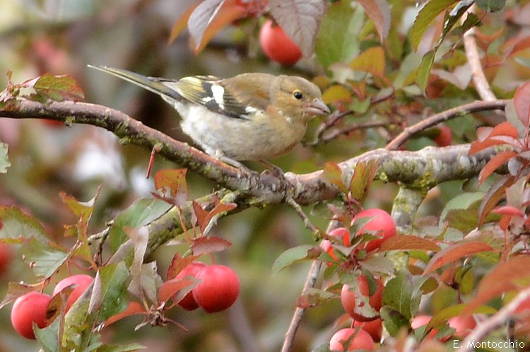 Common Chaffinch