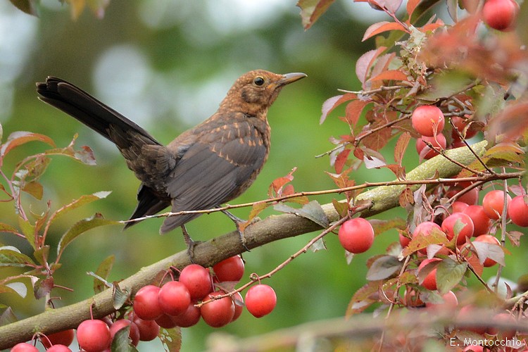 Eurasian Blackbird