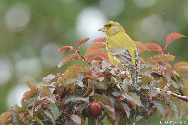 European Greenfinch