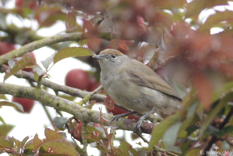 Blackcap