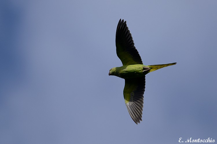 Rose-ringed Parakeet