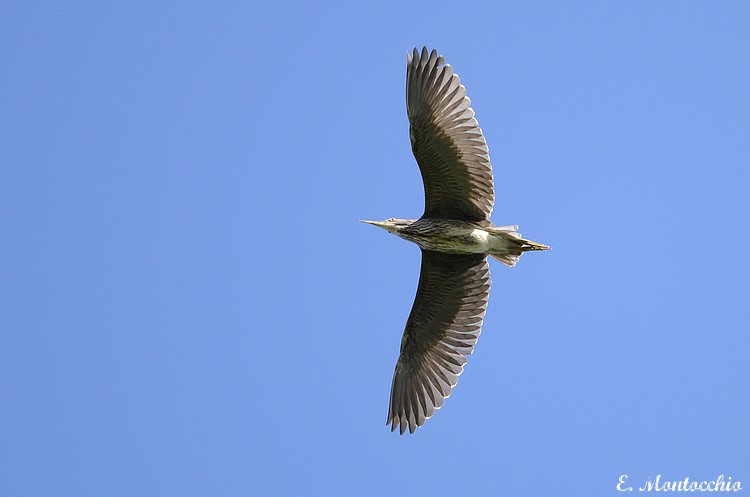 Black-crowned Night-Heron