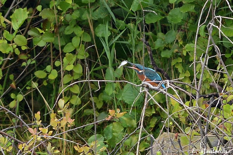 Common Kingfisher