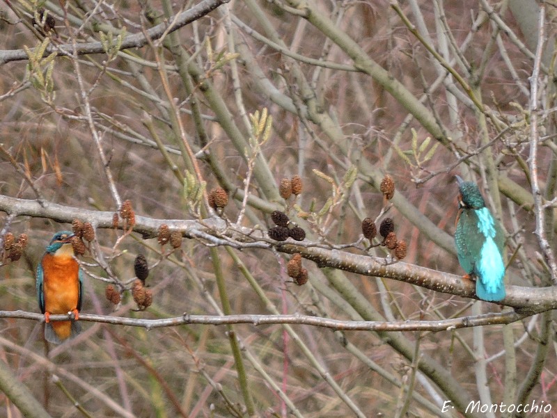 Eisvogel