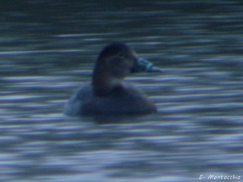 Common Pochard