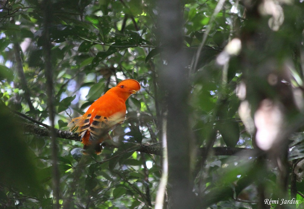 Guianan Cock-of-the-rock