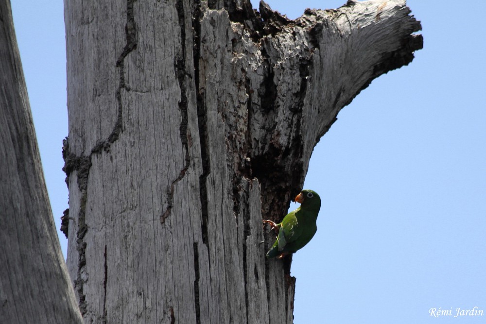 Golden-winged Parakeet