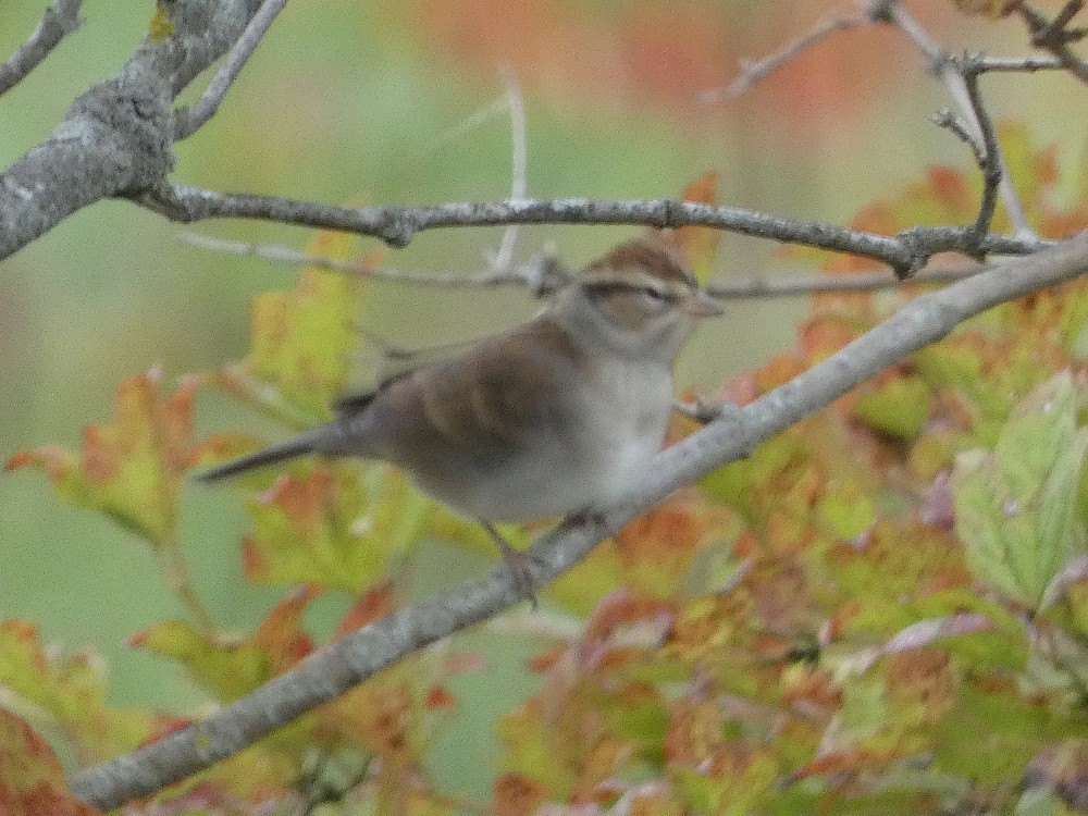 Chipping Sparrow