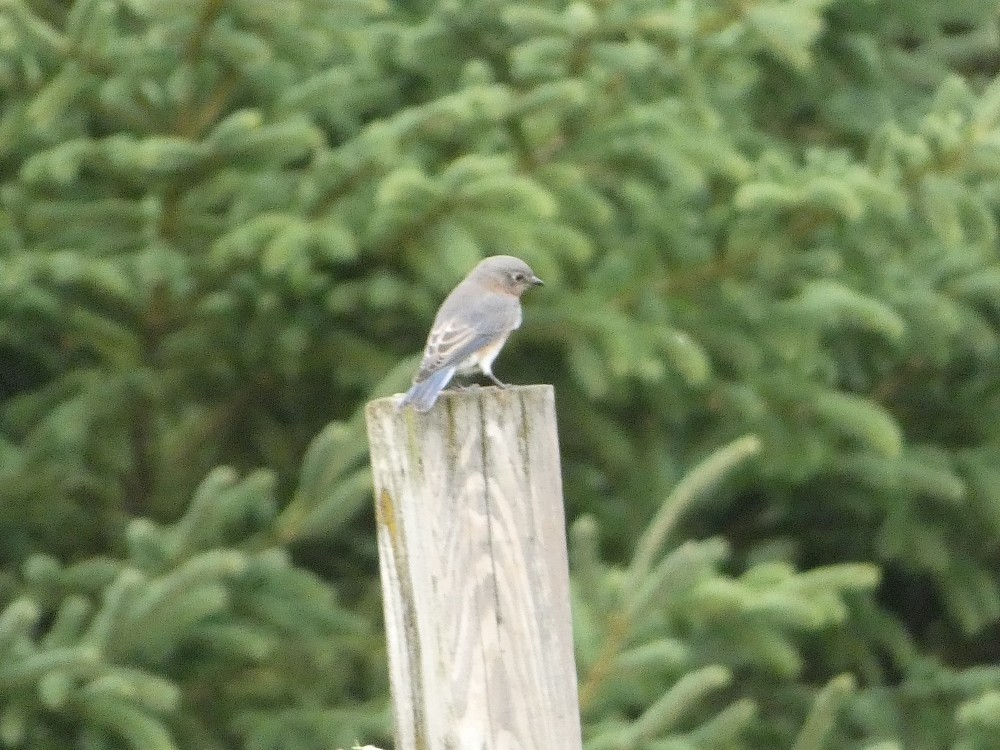 Eastern Bluebird