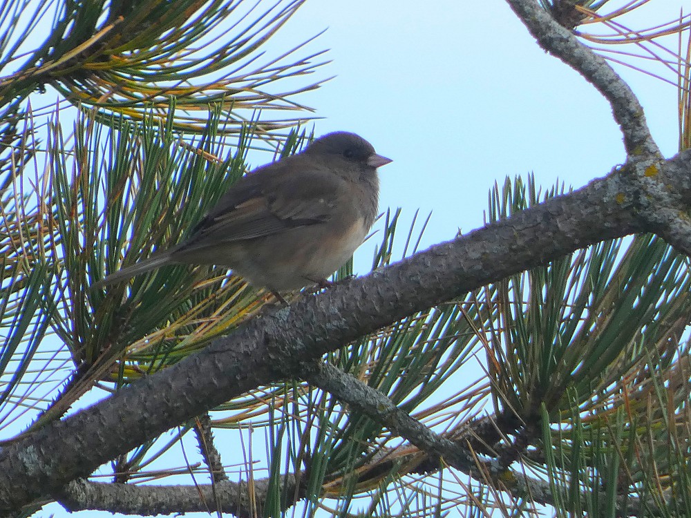 Junco Pizarroso