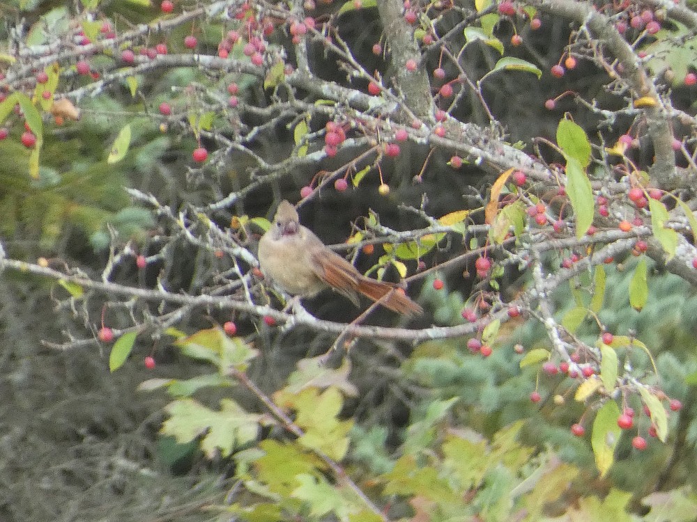 Cardinal rouge