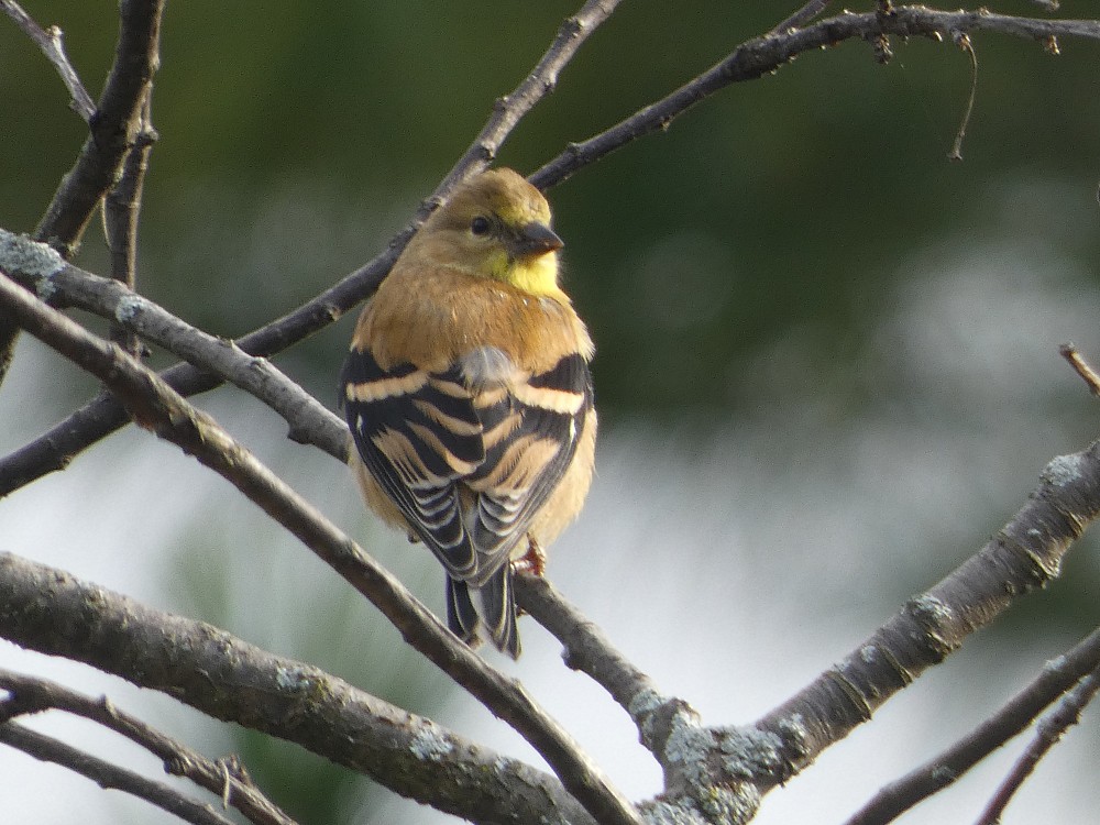 Chardonneret jaune