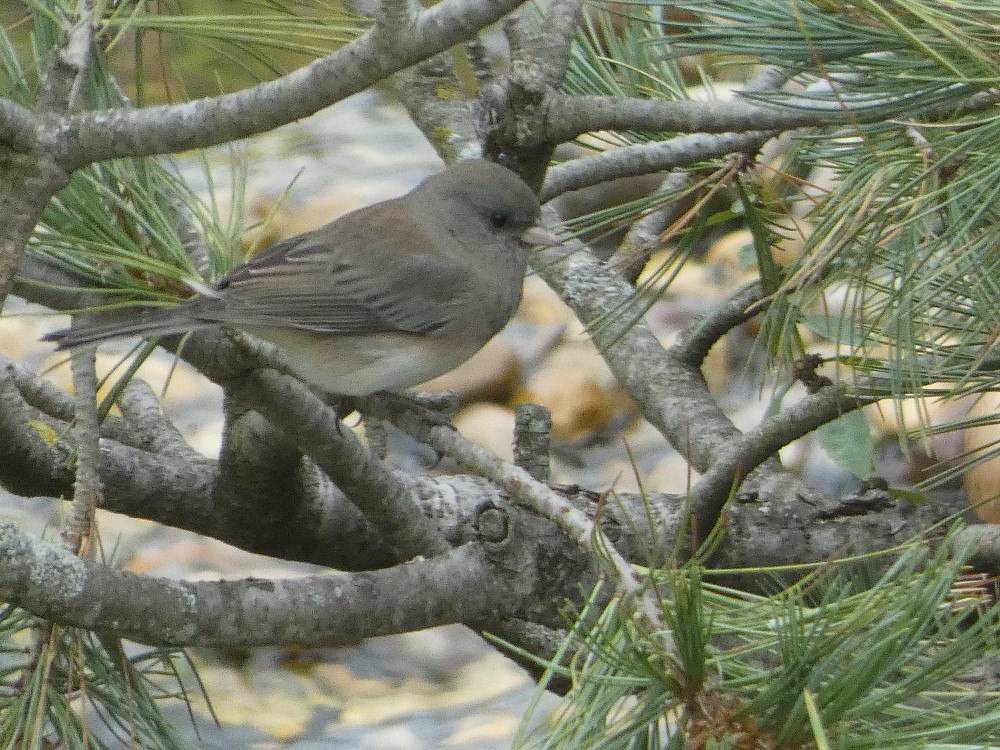 Junco ardoisé