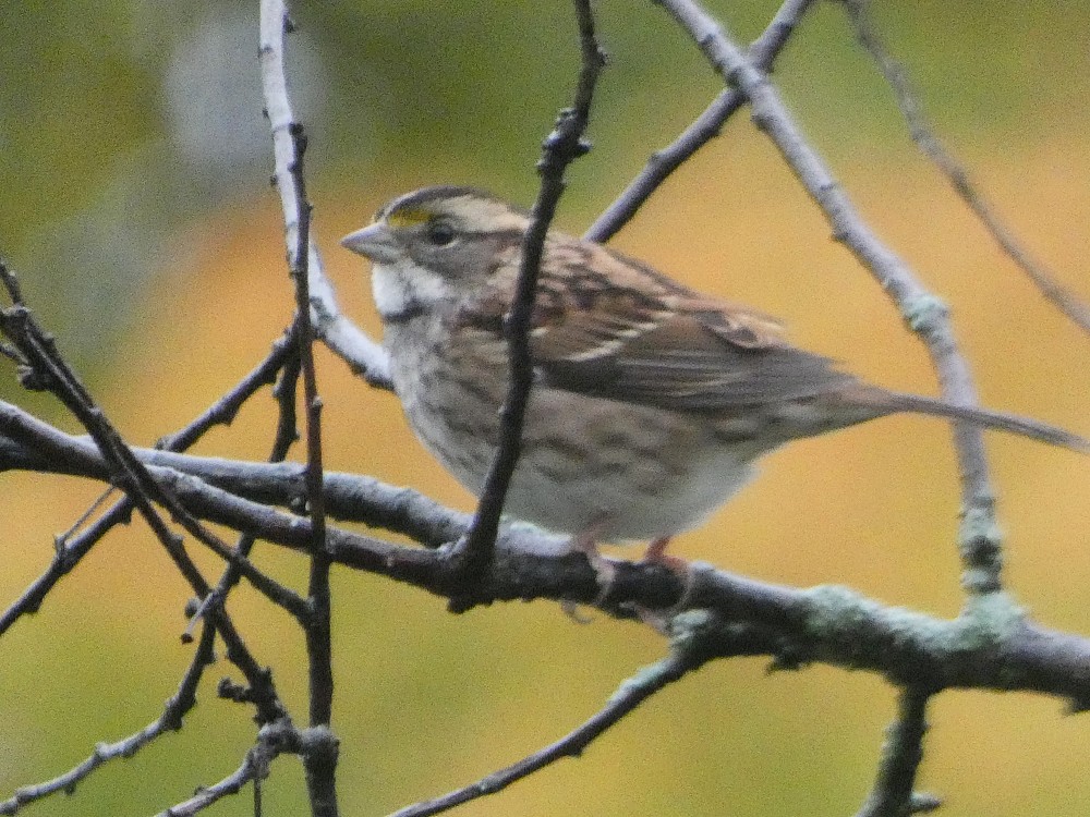 White-throated Sparrow