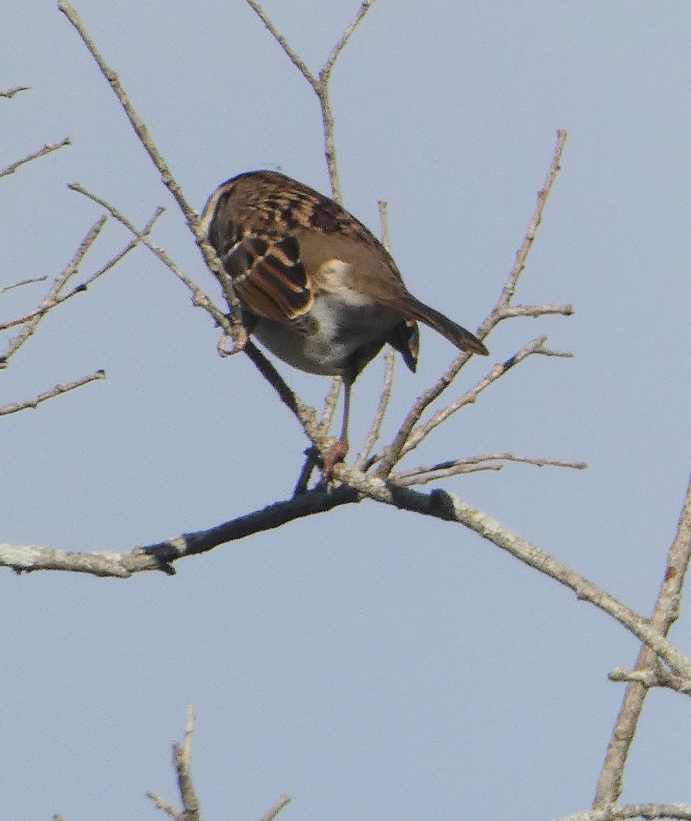 Passero coronabianca